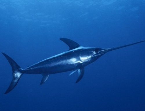 Swordfish